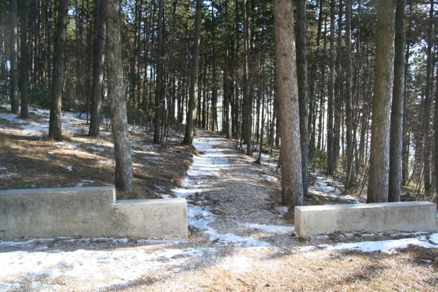 Cerro Veronese - Sentiero nella pineta di Santa Viola - Cerro Veronese - Path in the pine forest of Santa Viola